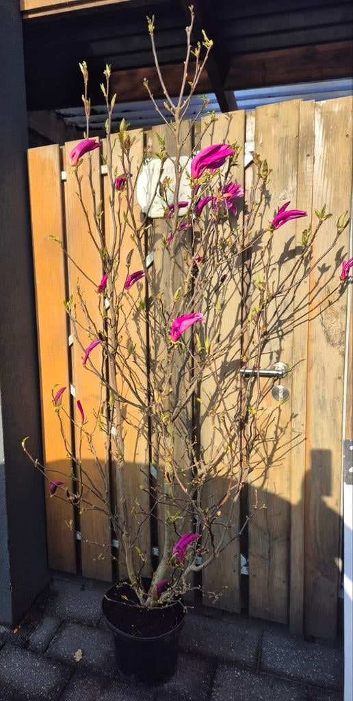 Magnolia Susan 175cm, Ophalen