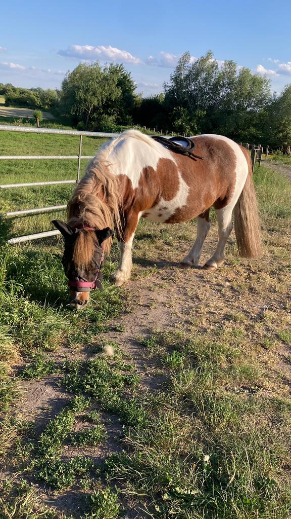 Verzorgpaard/ verzorgpony aangeboden