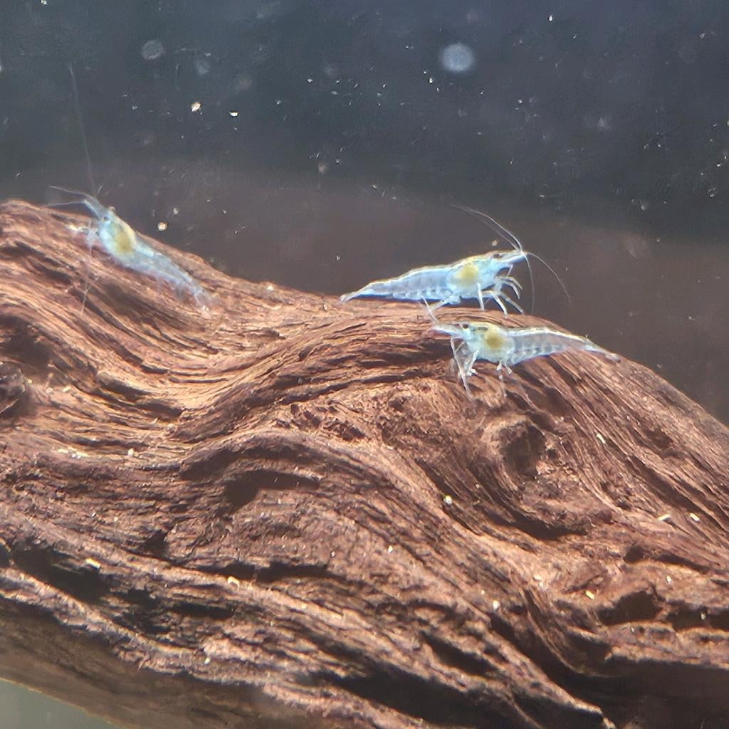 Blue Jelly Garnalen - Neocaridina, Dieren en Toebehoren, Kreeft, Krab of Garnaal, Zoetwatervis
