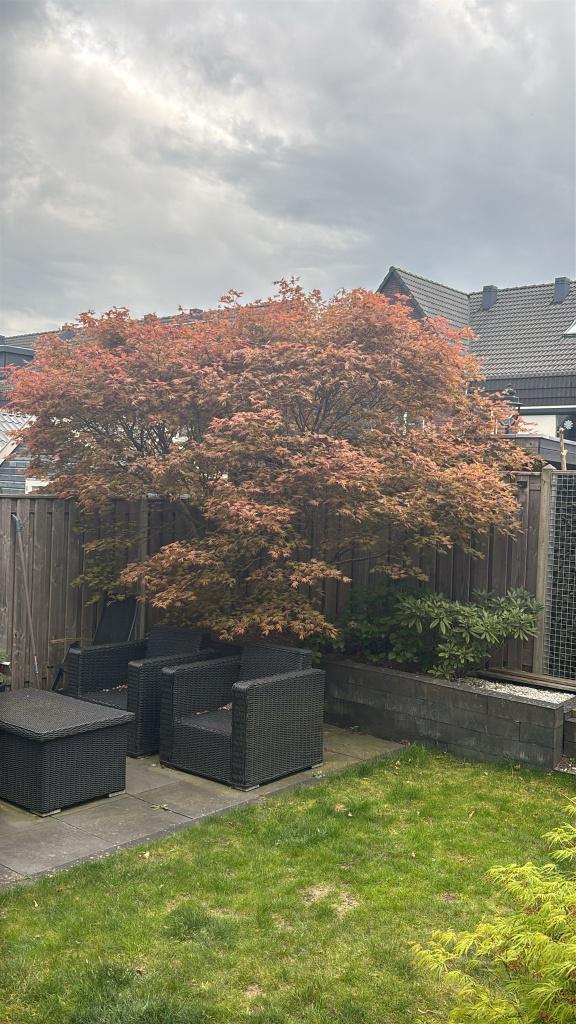 Japanse Esdoorn / Acer, Tuin en Terras, Planten | Bomen, Ophalen, Bloeit niet, Halfschaduw, Overige soorten