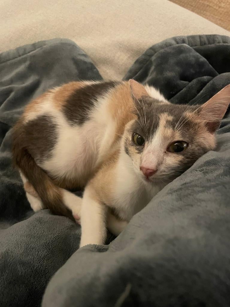 Cat for adoption: LIVIA, Poes, Kortharig, 0 tot 2 jaar