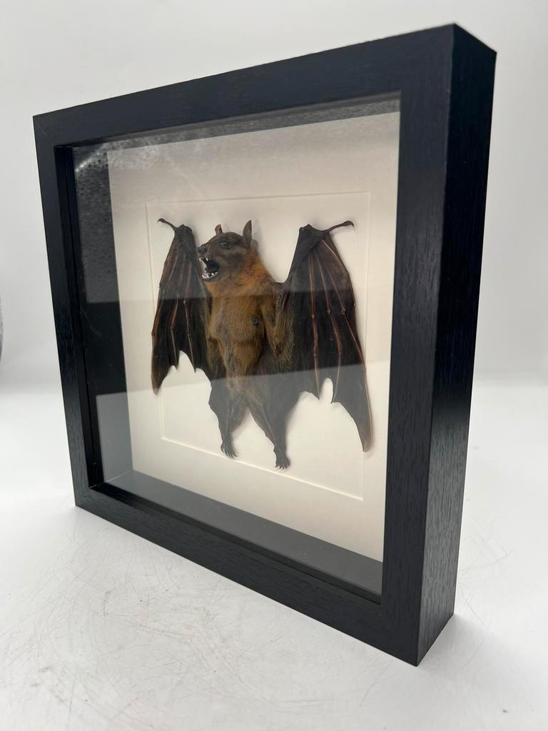 Vleermuis in lijst, Verzamelen, Dierenverzamelingen, Ophalen of Verzenden, Nieuw, Overige soorten, Opgezet dier