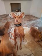 Veilig superfijn thuis gezocht voor liefste Podenco Andaluz, Dieren en Toebehoren, Honden | Windhonden, 6 jaar of ouder, Particulier