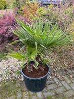Mooie palmboom, 3 stam palm, Trachycarpus Fortunei, in pot🌴, Bloeit niet, 100 tot 250 cm, Palmboom, Ophalen
