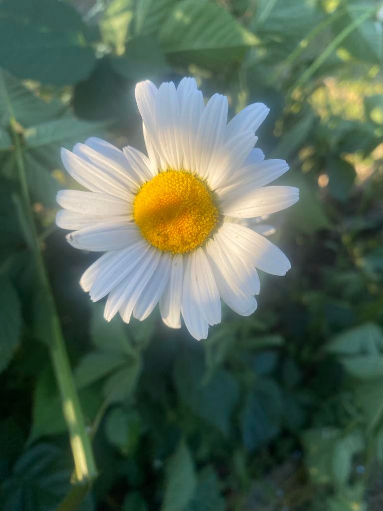 Inheemse margiet, biologisch geteeld, vaste plant, Ophalen, Overige soorten, Volle zon