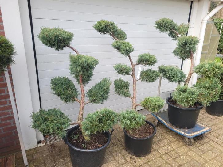 Juniperus Virginal Grey Owl Vormsnoei - Unieke Vormen, Tuin en Terras, Planten | Tuinplanten, Vaste plant, Overige soorten, Volle zon