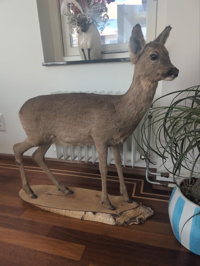 Opgezette ree, Ophalen, Zo goed als nieuw, Hert, Opgezet dier