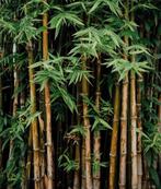 Gezocht: bamboe stokken, Ophalen of Verzenden, Halfschaduw