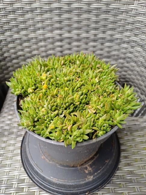 Delosperma (ijsbloem), Tuin en Terras, Planten | Tuinplanten, Ophalen, Bodembedekkers, Volle zon, Vaste plant