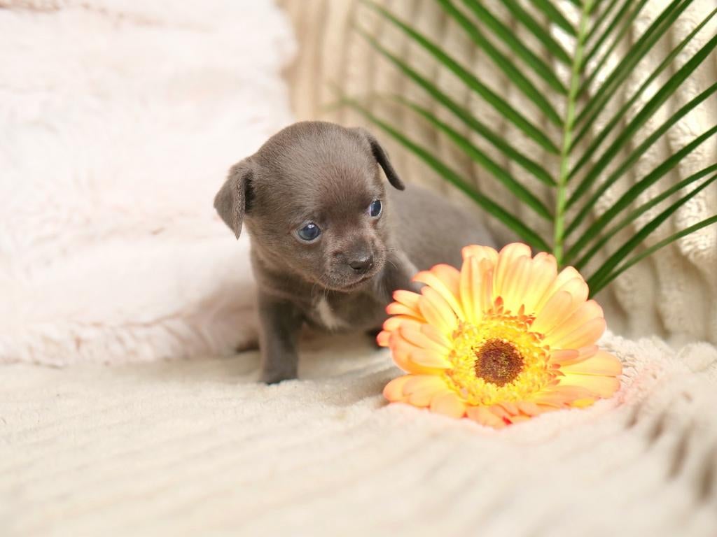 🌷Prachtig chihuahua teefje pup puppy mag nest verlaten 🌷, Dieren en Toebehoren, Honden | Chihuahua's en Gezelschapshonden, 8 tot 15 weken
