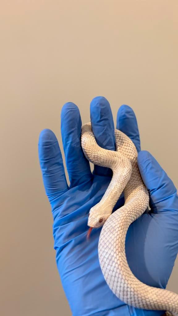 Heterodon Nasicus: diverse bewezen kweekmannen Hognose Snake - male for sale from Daniel