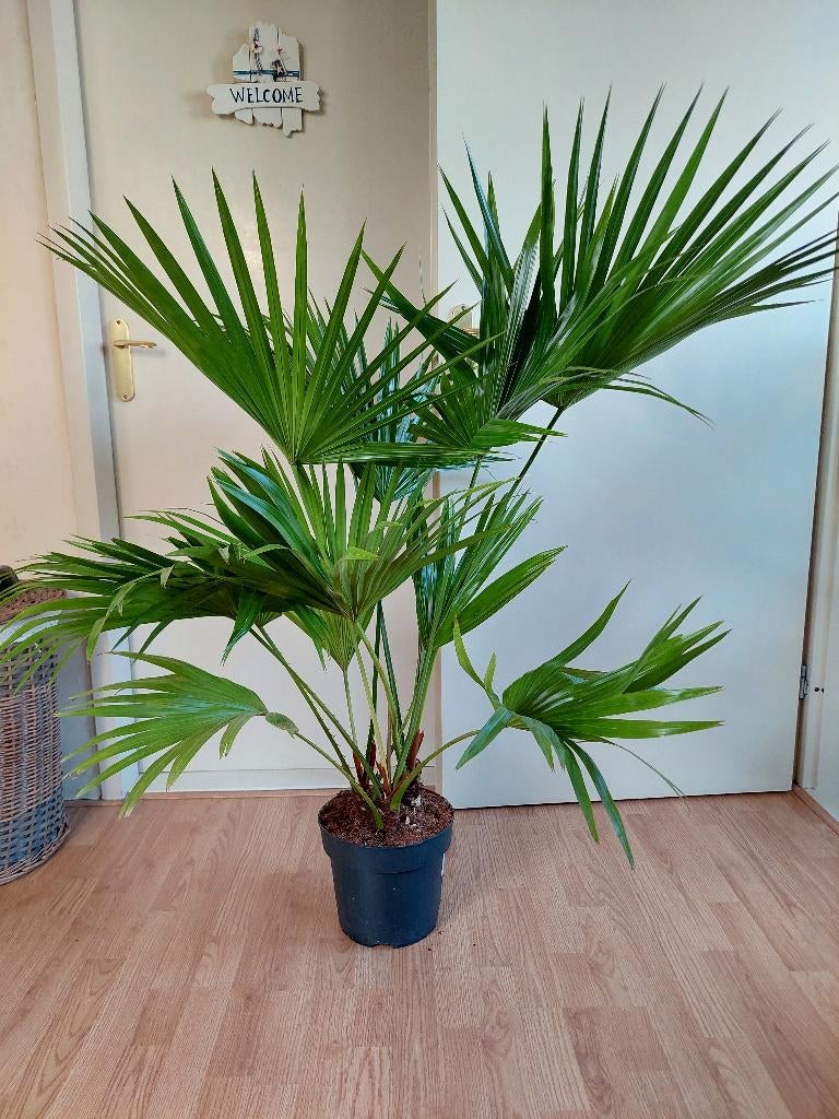 XL Livistona Rotundifolia - Waaierpalm H: 130 cm., Huis en Inrichting, Kamerplanten, Ophalen, 100 tot 150 cm, Palm, Halfschaduw
