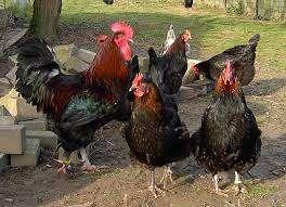 Marans kippen., Dieren en Toebehoren, Vrouwelijk, Kip