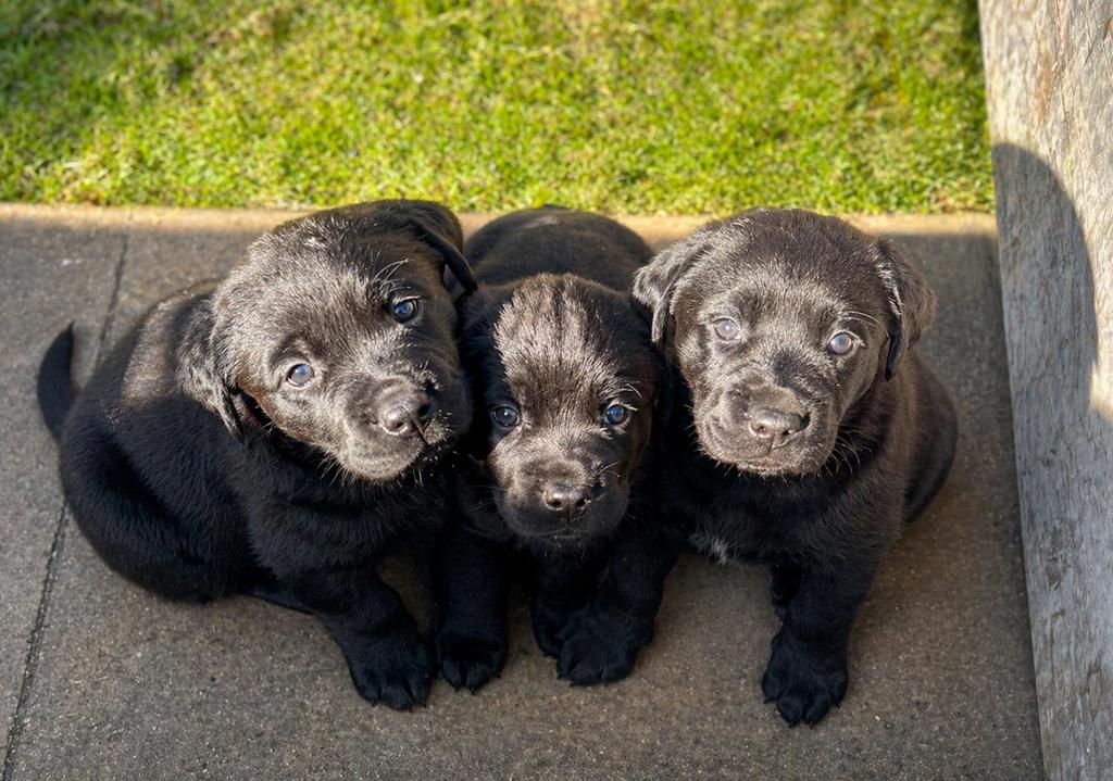 Labrador x rottweiller pups, Dieren en Toebehoren, Meerdere, Meerdere dieren, Nederland, Fokker | Hobbymatig