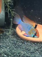 Ramirezi german bleu XL, Dieren en Toebehoren, Vissen | Aquariumvissen, Vis