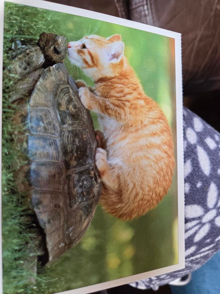 Schattige ansichtkaart: Katje en schildpad, Ophalen of Verzenden