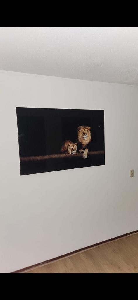 Plexiglas schilderij: 2 leeuwen, klaar voor een nieuw leven, Ophalen of Verzenden, Zo goed als nieuw, Schilderij