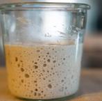 zuurdesem starter, Ophalen