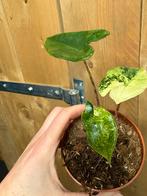 Alocasia zebrina variegata plant mint albo white wit, Huis en Inrichting, Kamerplanten, Ophalen of Verzenden, Halfschaduw, Minder dan 100 cm