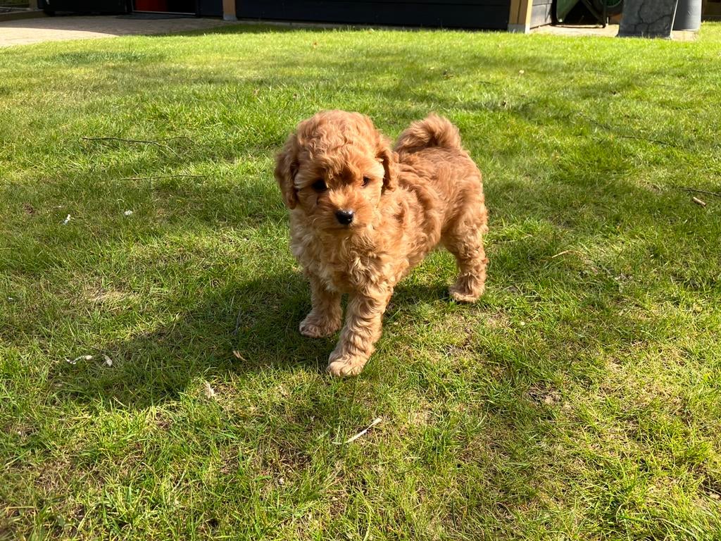 Toy Poedel/Maltipoo pups, Dieren en Toebehoren, Honden | Chihuahua's en Gezelschapshonden, Poedel, Parvo, 8 tot 15 weken, Meerdere