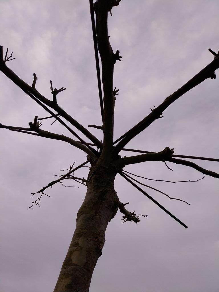 Mega dikke dakplataan, Ophalen, Volle zon, Overige soorten