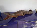 Opgezette krokodil/kaaiman, 80 cm, Verzamelen, Dierenverzamelingen, Ophalen of Verzenden