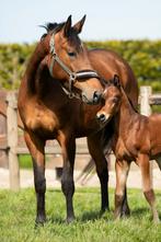 Drachtige kwpn merrie, Merrie