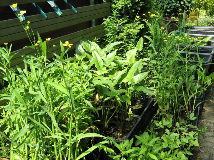 Vol op keuze uit waterlelies, irissen & andere vijverplanten, Tuin en Terras, Vijvers, Nieuw, Ophalen