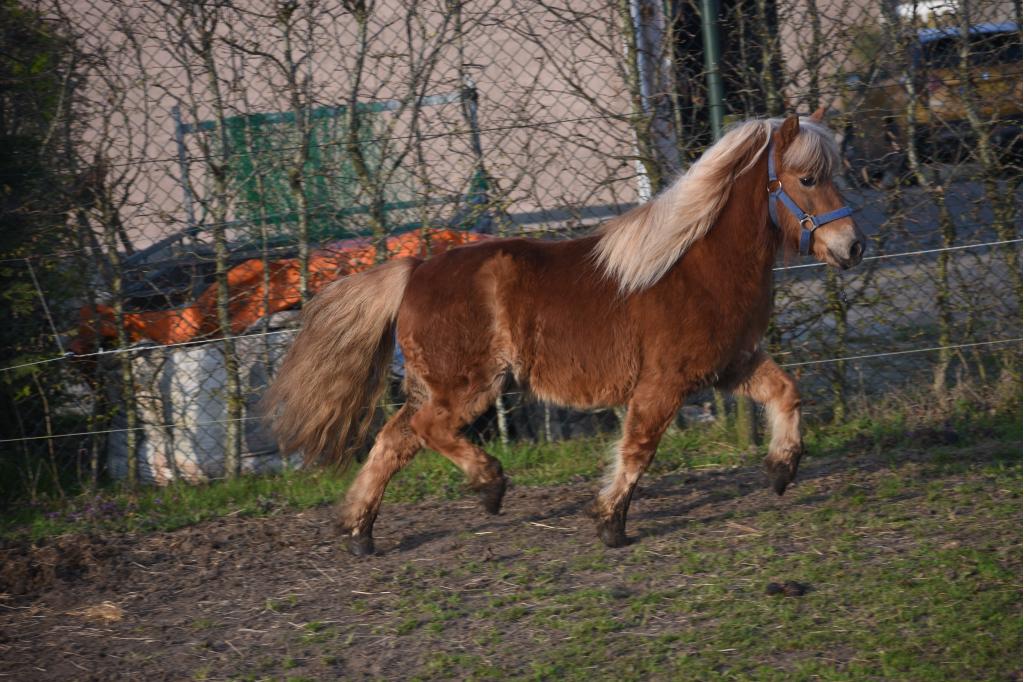 Grote, correcte, super Shetlanderruin, Dieren en Toebehoren, Pony's, Ruin, A pony (tot 1.17m), 3 tot 6 jaar, Recreatiepony