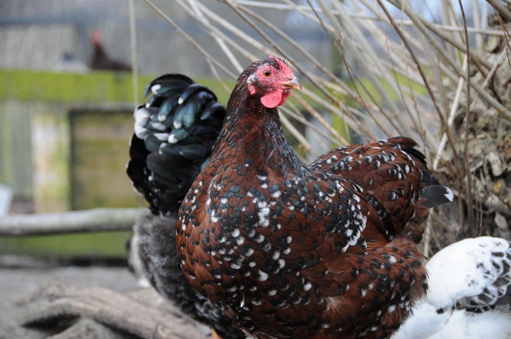 Wyandotte kriel broedeieren, Dieren en Toebehoren, Geslacht onbekend, Kip