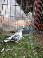 Man duif, Mannelijk, Overige soorten