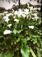 Aronskelk, Ophalen of Verzenden, Volle zon