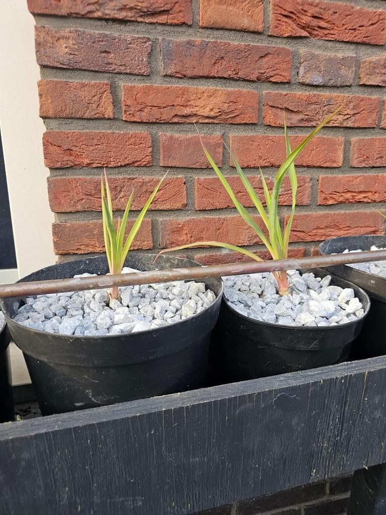 Te koop Yucca gloriosa, Ophalen, Rond, Kunststof