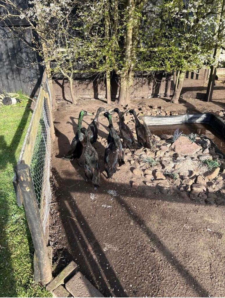 Broedeieren loopeend, Dieren en Toebehoren, Pluimvee