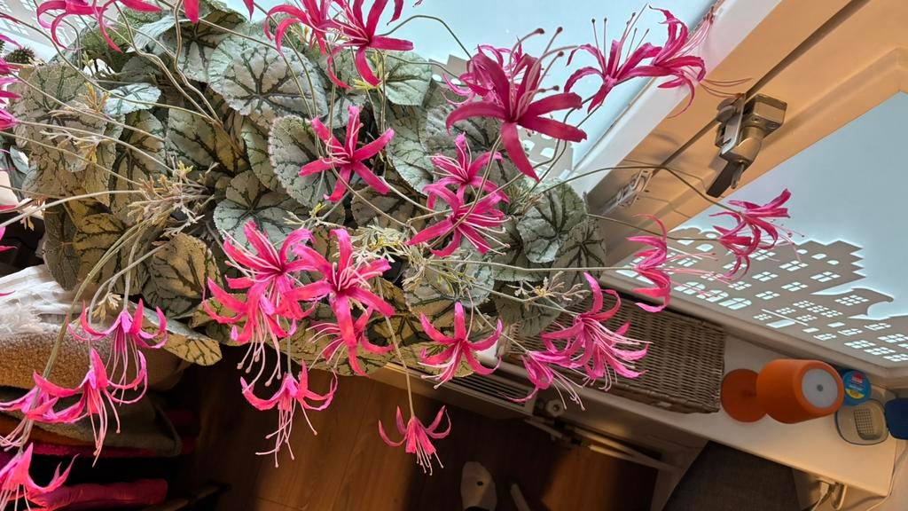 Mooie nieuwe ovale opgemaakte plantenbak, Ophalen, Nieuw