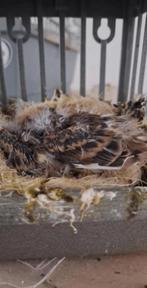 Te Koop Jong Kanarie 2026, Geslacht onbekend, Kleurkanarie