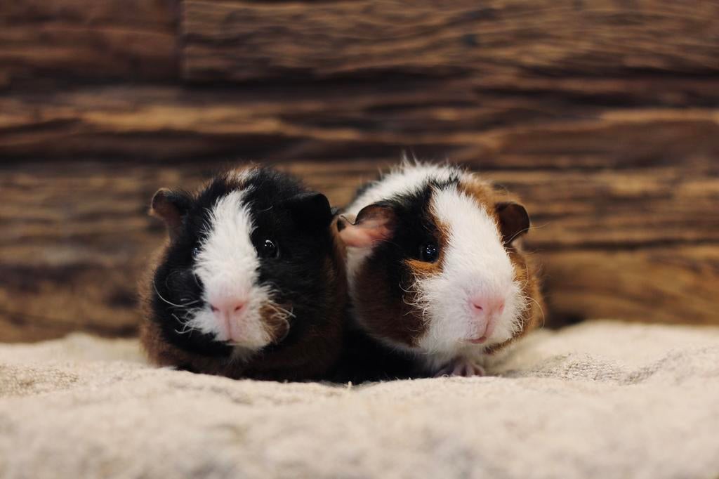 TIES & TEUN | CAVIA | REX | BEERTJES, Dieren en Toebehoren, Cavia, Februari, Mannelijk, Tam