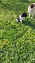 Friese stabij kruising x kooiker pups nog 1 pup beschikbaar, Dieren en Toebehoren, Parvo, Overige rassen, 8 tot 15 weken, Meerdere dieren