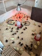 Kuikens beschikbaar, Dieren en Toebehoren, Pluimvee, Meerdere dieren, Overige soorten