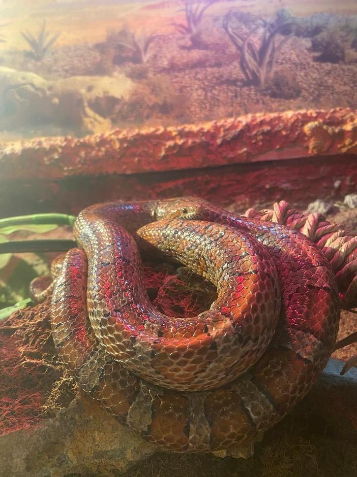 Rode rattenslang Rat Snake - unknown for sale from Linsey