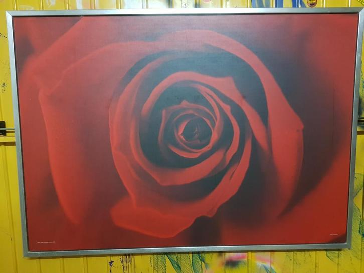 Grote Prent Rode Roos - 140x100cm, Huis en Inrichting, Woonaccessoires | Schilderijen, Tekeningen en Foto's, Gebruikt, Print, 75 cm of meer