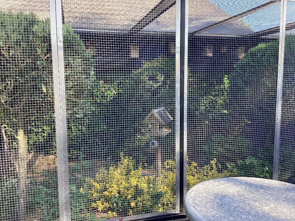 Tekoop, Mannelijk, Tropenvogel, Geringd