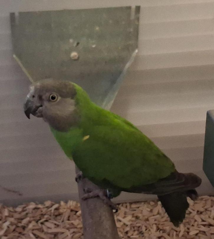 Bonte boer man 2013, Dieren en Toebehoren, Vogels | Parkieten en Papegaaien, Papegaai, Mannelijk, Geringd
