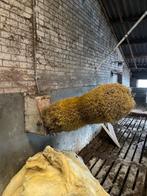 Koe borstel, stal inrichting