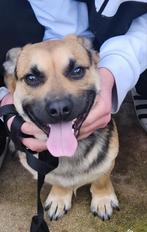 Leuk lieve hond die erg speels is, België, Particulier, 15 weken tot 1 jaar, Reu