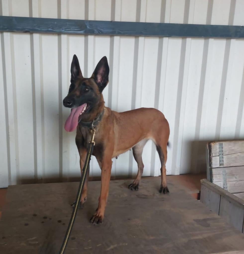 Mechelse herder, Teef, Parvo, Eén hond, 3 tot 5 jaar