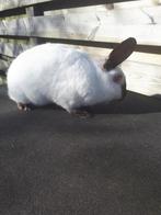 Groot konijn voedster 3 jaar oud, Dieren en Toebehoren, Konijnen