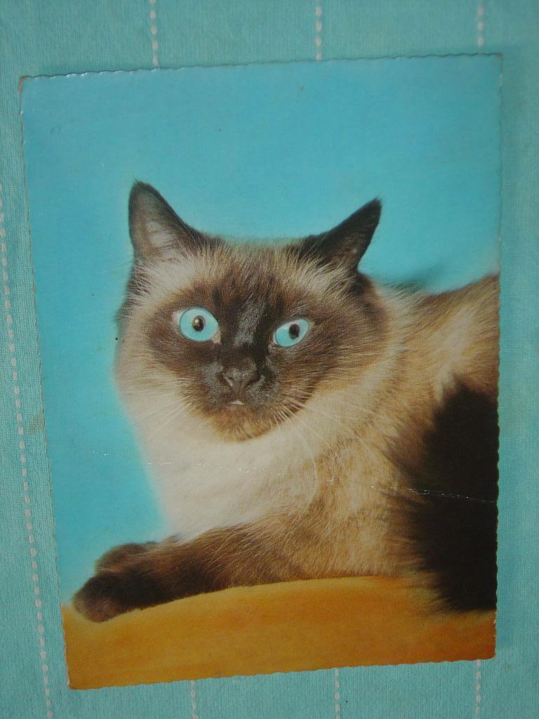 9) Kleurenansichtkaart  Poes, Ophalen of Verzenden, 1960 tot 1980, Gelopen, Hond of Kat