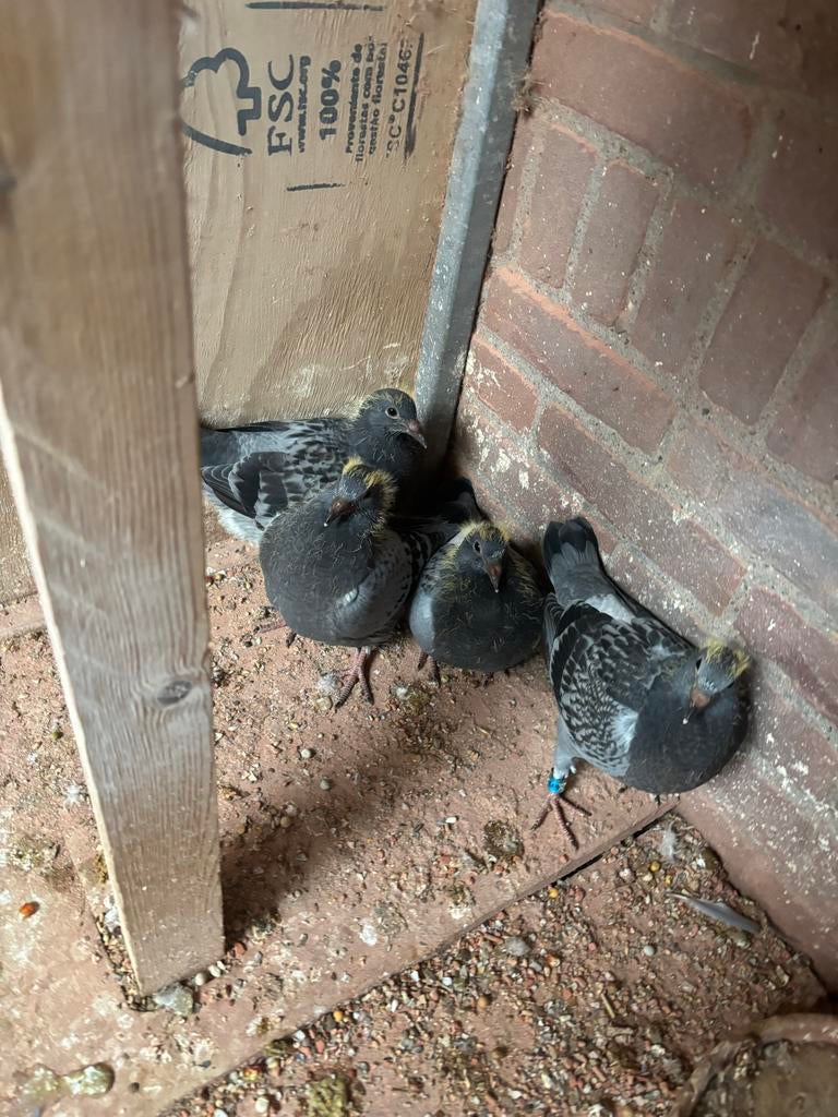 Jonge duiven, Dieren en Toebehoren, Vogels | Duiven, Meerdere dieren, Postduif