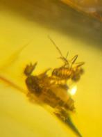 Birmees Amber (Q1) met insluiting van onbekende vliegende in, Verzenden, Fossiel